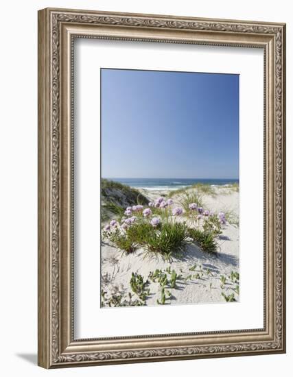 Sand Dunes, Dune Vegetation, Portuguese Atlantic Coast, Praia D'El Rey, Province Obidos, Portugal-Axel Schmies-Framed Photographic Print