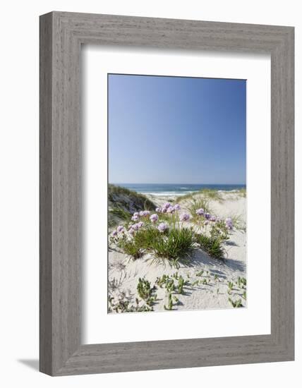 Sand Dunes, Dune Vegetation, Portuguese Atlantic Coast, Praia D'El Rey, Province Obidos, Portugal-Axel Schmies-Framed Photographic Print