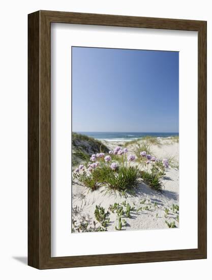 Sand Dunes, Dune Vegetation, Portuguese Atlantic Coast, Praia D'El Rey, Province Obidos, Portugal-Axel Schmies-Framed Photographic Print