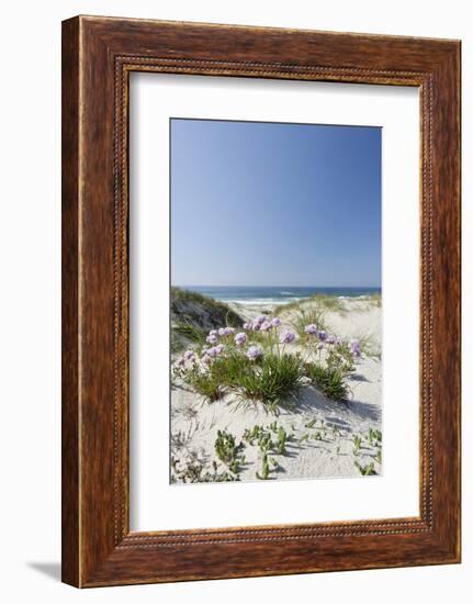 Sand Dunes, Dune Vegetation, Portuguese Atlantic Coast, Praia D'El Rey, Province Obidos, Portugal-Axel Schmies-Framed Photographic Print