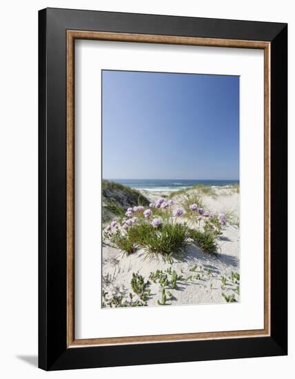 Sand Dunes, Dune Vegetation, Portuguese Atlantic Coast, Praia D'El Rey, Province Obidos, Portugal-Axel Schmies-Framed Photographic Print