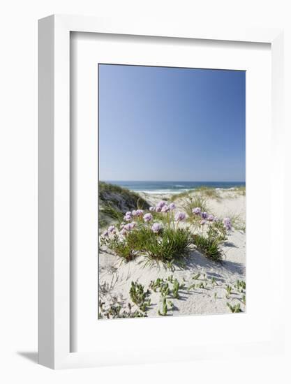 Sand Dunes, Dune Vegetation, Portuguese Atlantic Coast, Praia D'El Rey, Province Obidos, Portugal-Axel Schmies-Framed Photographic Print