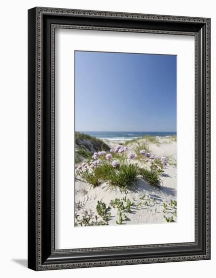 Sand Dunes, Dune Vegetation, Portuguese Atlantic Coast, Praia D'El Rey, Province Obidos, Portugal-Axel Schmies-Framed Photographic Print