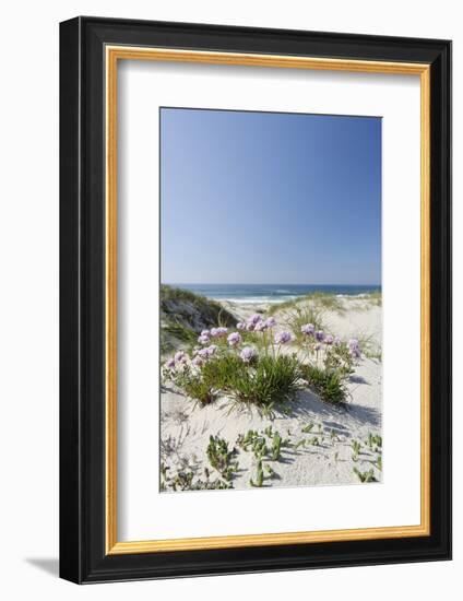 Sand Dunes, Dune Vegetation, Portuguese Atlantic Coast, Praia D'El Rey, Province Obidos, Portugal-Axel Schmies-Framed Photographic Print