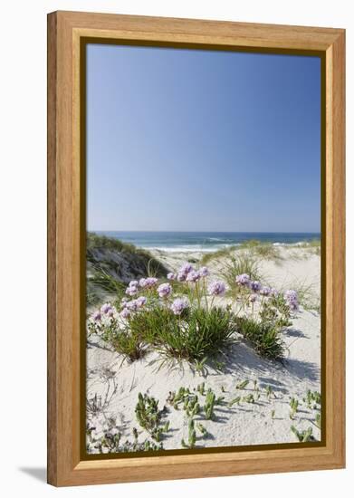 Sand Dunes, Dune Vegetation, Portuguese Atlantic Coast, Praia D'El Rey, Province Obidos, Portugal-Axel Schmies-Framed Premier Image Canvas