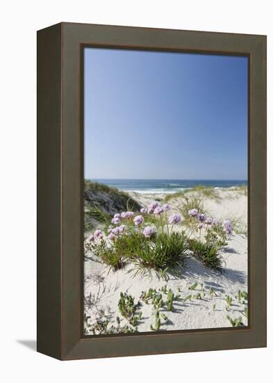 Sand Dunes, Dune Vegetation, Portuguese Atlantic Coast, Praia D'El Rey, Province Obidos, Portugal-Axel Schmies-Framed Premier Image Canvas