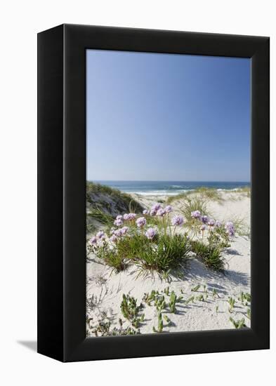 Sand Dunes, Dune Vegetation, Portuguese Atlantic Coast, Praia D'El Rey, Province Obidos, Portugal-Axel Schmies-Framed Premier Image Canvas