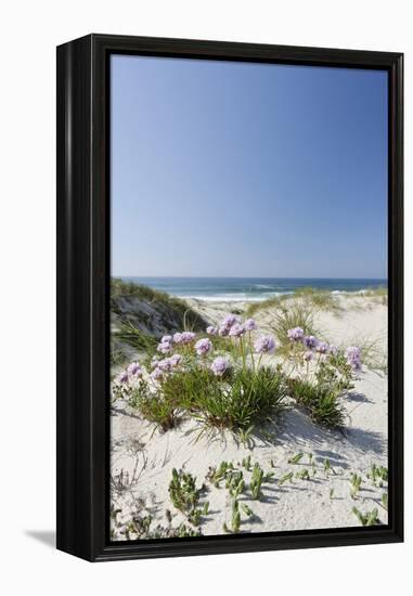 Sand Dunes, Dune Vegetation, Portuguese Atlantic Coast, Praia D'El Rey, Province Obidos, Portugal-Axel Schmies-Framed Premier Image Canvas