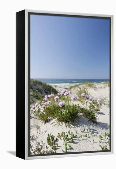 Sand Dunes, Dune Vegetation, Portuguese Atlantic Coast, Praia D'El Rey, Province Obidos, Portugal-Axel Schmies-Framed Premier Image Canvas