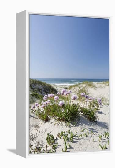 Sand Dunes, Dune Vegetation, Portuguese Atlantic Coast, Praia D'El Rey, Province Obidos, Portugal-Axel Schmies-Framed Premier Image Canvas