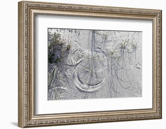 Sand Dunes, Dune Vegetation, Portuguese Atlantic Coast, Praia D'El Rey, Province Obidos, Portugal-Axel Schmies-Framed Photographic Print