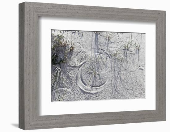 Sand Dunes, Dune Vegetation, Portuguese Atlantic Coast, Praia D'El Rey, Province Obidos, Portugal-Axel Schmies-Framed Photographic Print