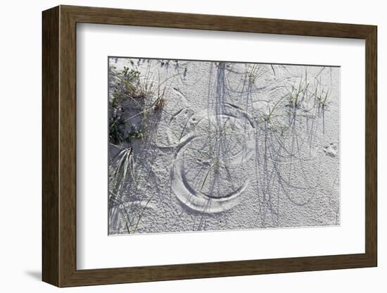 Sand Dunes, Dune Vegetation, Portuguese Atlantic Coast, Praia D'El Rey, Province Obidos, Portugal-Axel Schmies-Framed Photographic Print