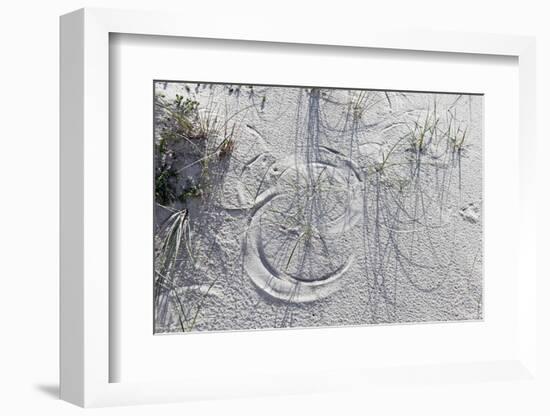 Sand Dunes, Dune Vegetation, Portuguese Atlantic Coast, Praia D'El Rey, Province Obidos, Portugal-Axel Schmies-Framed Photographic Print