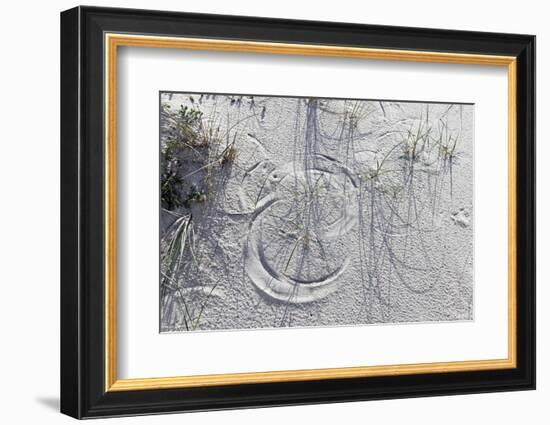 Sand Dunes, Dune Vegetation, Portuguese Atlantic Coast, Praia D'El Rey, Province Obidos, Portugal-Axel Schmies-Framed Photographic Print