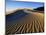 Sand Dunes in Death Valley-Bill Ross-Mounted Photographic Print