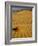 Sand Dunes in Morning Light, Mesquite Flats, Death Valley National Park, California, USA-Darrell Gulin-Framed Photographic Print