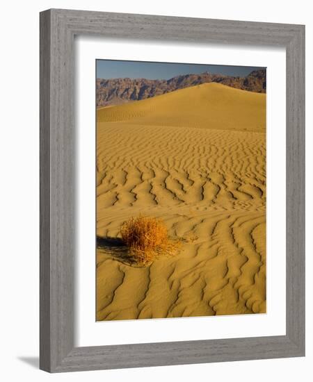 Sand Dunes in Morning Light, Mesquite Flats, Death Valley National Park, California, USA-Darrell Gulin-Framed Photographic Print