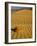 Sand Dunes in Morning Light, Mesquite Flats, Death Valley National Park, California, USA-Darrell Gulin-Framed Photographic Print