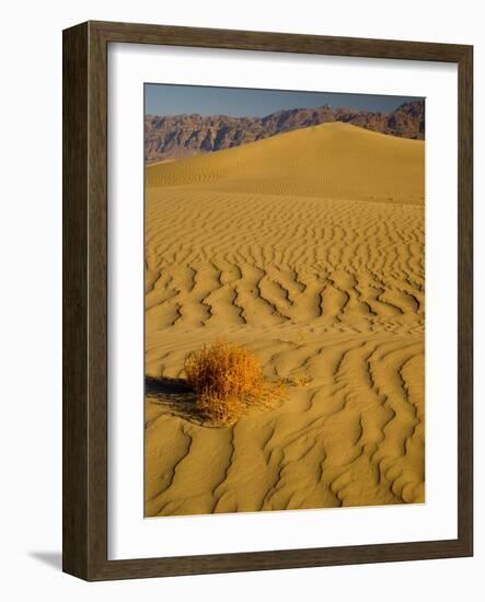 Sand Dunes in Morning Light, Mesquite Flats, Death Valley National Park, California, USA-Darrell Gulin-Framed Photographic Print