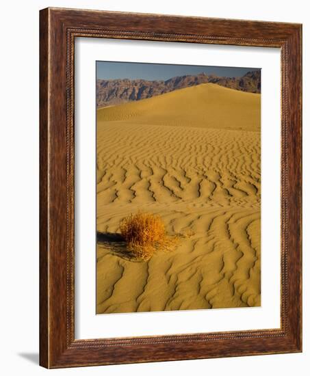 Sand Dunes in Morning Light, Mesquite Flats, Death Valley National Park, California, USA-Darrell Gulin-Framed Photographic Print