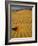 Sand Dunes in Morning Light, Mesquite Flats, Death Valley National Park, California, USA-Darrell Gulin-Framed Photographic Print