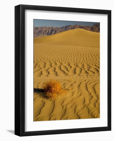 Sand Dunes in Morning Light, Mesquite Flats, Death Valley National Park, California, USA-Darrell Gulin-Framed Photographic Print