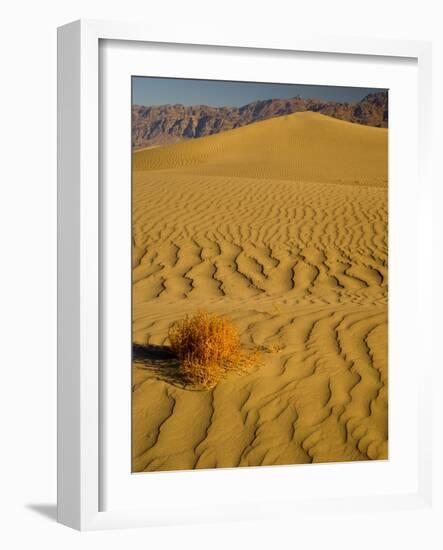 Sand Dunes in Morning Light, Mesquite Flats, Death Valley National Park, California, USA-Darrell Gulin-Framed Photographic Print