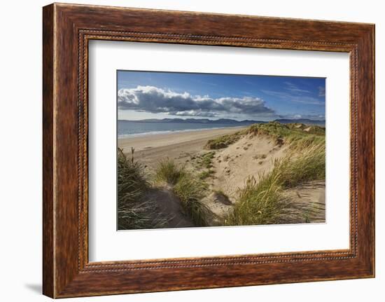 Sand dunes on Rossbeigh beach, Ring of Kerry, County Kerry, Munster, Republic of Ireland, Europe-Nigel Hicks-Framed Photographic Print