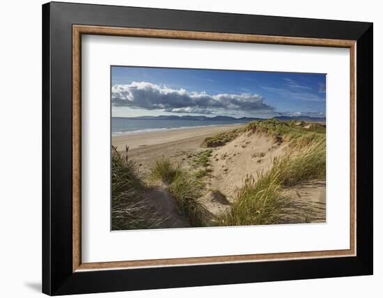 Sand dunes on Rossbeigh beach, Ring of Kerry, County Kerry, Munster, Republic of Ireland, Europe-Nigel Hicks-Framed Photographic Print