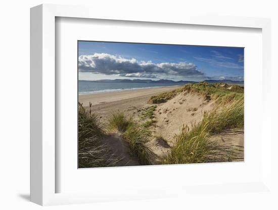 Sand dunes on Rossbeigh beach, Ring of Kerry, County Kerry, Munster, Republic of Ireland, Europe-Nigel Hicks-Framed Photographic Print