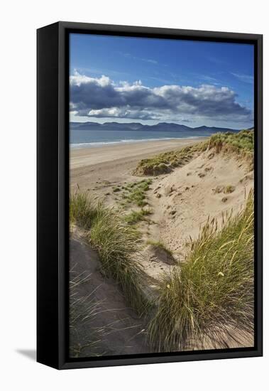 Sand dunes on Rossbeigh beach, Ring of Kerry, County Kerry, Munster, Republic of Ireland, Europe-Nigel Hicks-Framed Premier Image Canvas