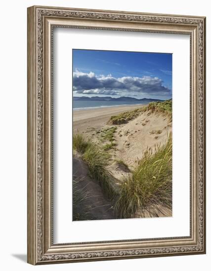 Sand dunes on Rossbeigh beach, Ring of Kerry, County Kerry, Munster, Republic of Ireland, Europe-Nigel Hicks-Framed Photographic Print