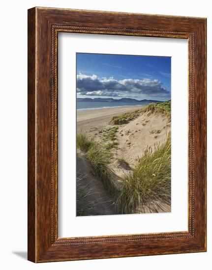 Sand dunes on Rossbeigh beach, Ring of Kerry, County Kerry, Munster, Republic of Ireland, Europe-Nigel Hicks-Framed Photographic Print