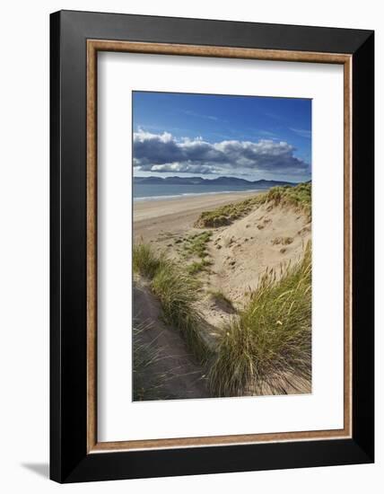 Sand dunes on Rossbeigh beach, Ring of Kerry, County Kerry, Munster, Republic of Ireland, Europe-Nigel Hicks-Framed Photographic Print