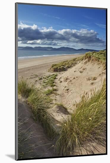 Sand dunes on Rossbeigh beach, Ring of Kerry, County Kerry, Munster, Republic of Ireland, Europe-Nigel Hicks-Mounted Photographic Print