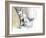 Sand Fox, 2009-Mark Adlington-Framed Giclee Print