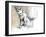 Sand Fox, 2009-Mark Adlington-Framed Giclee Print