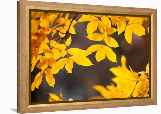 Sand Hickory Tree (Carya Pallida) Part of the Family of Juglandaceae, London, England, UK-Simon Montgomery-Framed Premier Image Canvas