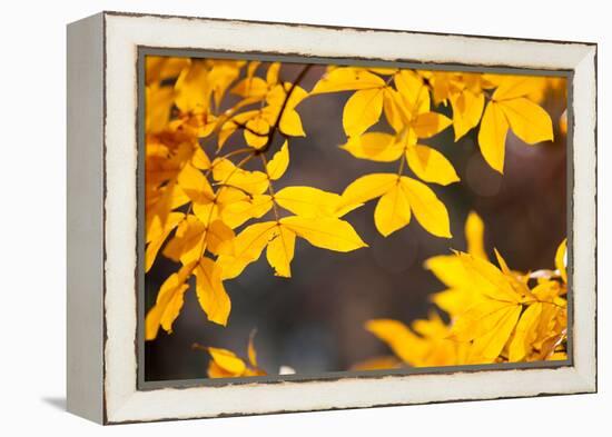 Sand Hickory Tree (Carya Pallida) Part of the Family of Juglandaceae, London, England, UK-Simon Montgomery-Framed Premier Image Canvas