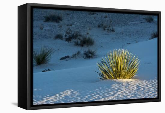 Sand Patterns, Yucca, White Sands Nm, Alamogordo, New Mexico-Michel Hersen-Framed Premier Image Canvas