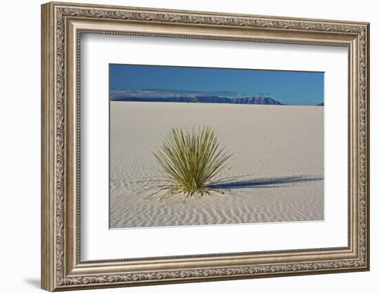 Sand Patterns, Yucca, White Sands Nm, Alamogordo, New Mexico-Michel Hersen-Framed Photographic Print