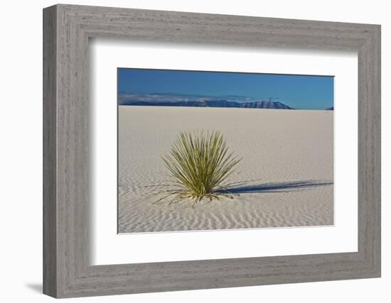 Sand Patterns, Yucca, White Sands Nm, Alamogordo, New Mexico-Michel Hersen-Framed Photographic Print