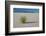 Sand Patterns, Yucca, White Sands Nm, Alamogordo, New Mexico-Michel Hersen-Framed Photographic Print