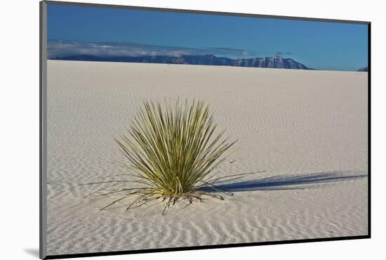 Sand Patterns, Yucca, White Sands Nm, Alamogordo, New Mexico-Michel Hersen-Mounted Photographic Print