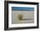 Sand Patterns, Yucca, White Sands Nm, Alamogordo, New Mexico-Michel Hersen-Framed Photographic Print