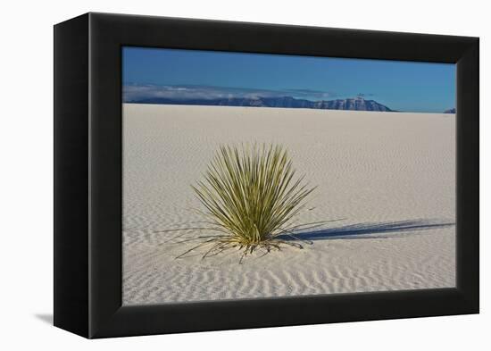 Sand Patterns, Yucca, White Sands Nm, Alamogordo, New Mexico-Michel Hersen-Framed Premier Image Canvas