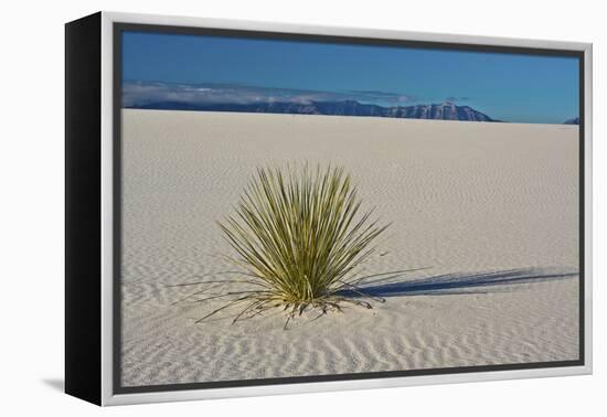 Sand Patterns, Yucca, White Sands Nm, Alamogordo, New Mexico-Michel Hersen-Framed Premier Image Canvas