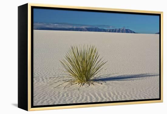 Sand Patterns, Yucca, White Sands Nm, Alamogordo, New Mexico-Michel Hersen-Framed Premier Image Canvas