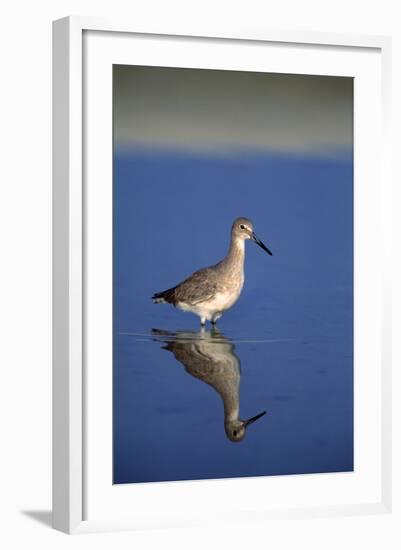 Sand Piper Bird-null-Framed Photographic Print